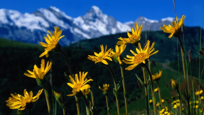 Gelbe Blumen vor einer Bergkette. | Bildquelle: Mauritius Gelbe Blumen vor einer Bergkette.