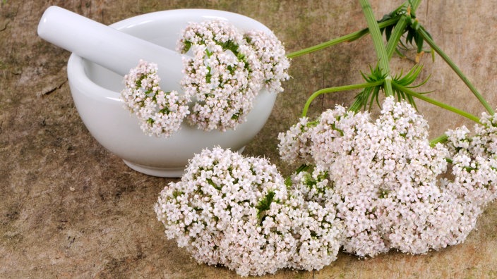 Pflanze mit vielen rosafarbenen Blüten mit Mörser | Bildquelle: pa Picture-Alliance / Diez, O. Pflanze mit vielen rosafarbenen Blüten mit Mörser