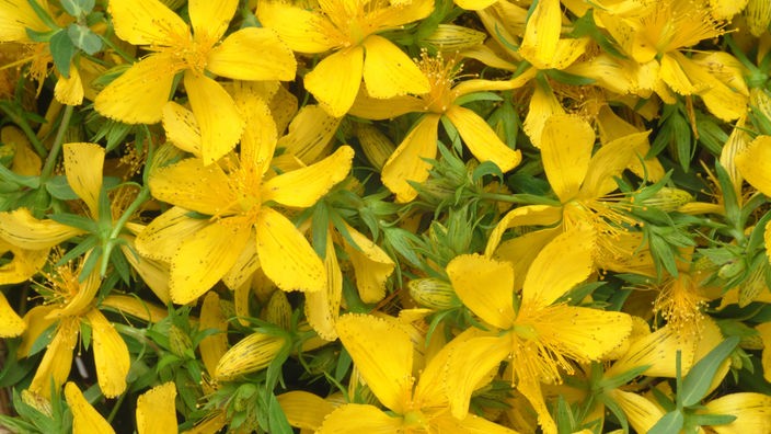 Gelbe Blüten eines Johanniskrautstrauches.
