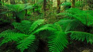 Farne im Regenwald in Neuseeland