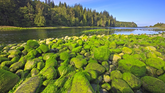 Felsen mit Grünalgen im Vordergrund, im Hintergrund ein Fluss und Wald | Bildquelle: Imago/alimdi Felsen mit Grünalgen im Vordergrund, im Hintergrund ein Fluss und Wald