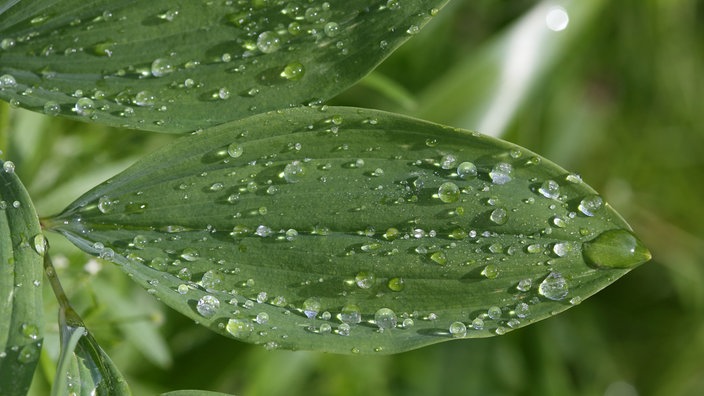 Blatt mit Wassertropfen in Nahaufnahme | Bildquelle: ddp/Joerg Hemmer Blatt mit Wassertropfen in Nahaufnahme