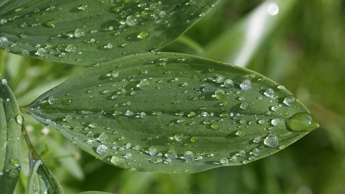 Blatt mit Wassertropfen in Nahaufnahme