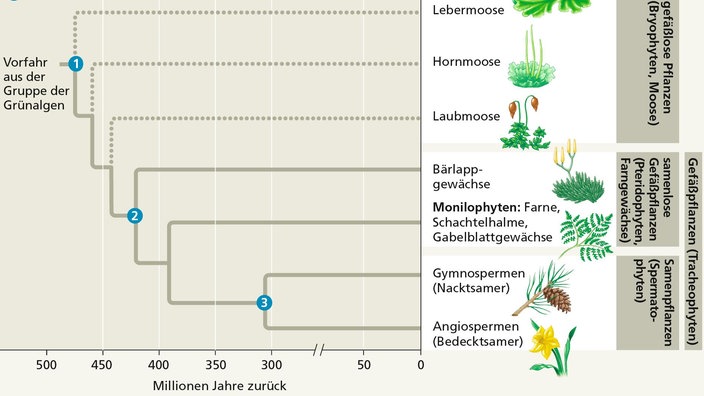 Infografik: Evolution der Landpflanzen | Bildquelle: Neil A. Campbell/Jane B. Reece/Pearson Infografik: Evolution der Landpflanzen