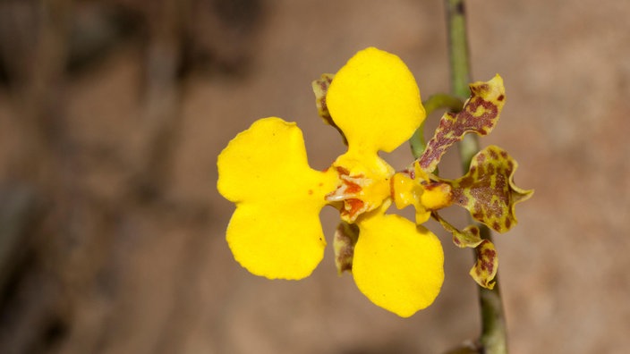 Gelbe Blüte der Orchidee Oncidium cebolleta | Bildquelle: Mauritius/Nigel Sawyer Gelbe Blüte der Orchidee Oncidium cebolleta