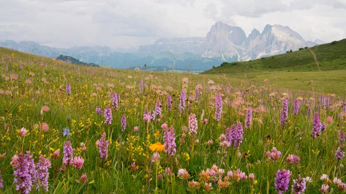 Alpenwiese mit Orchideen