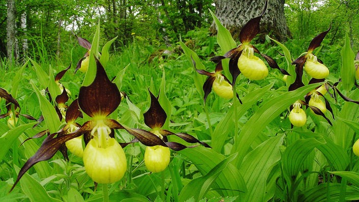 Drei zarte Frauenschuhorchideen im Wald.
