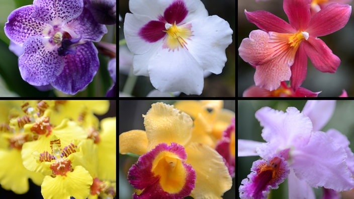 Sechsgeteiltes Bild mit verschiedenen Orchideenarten