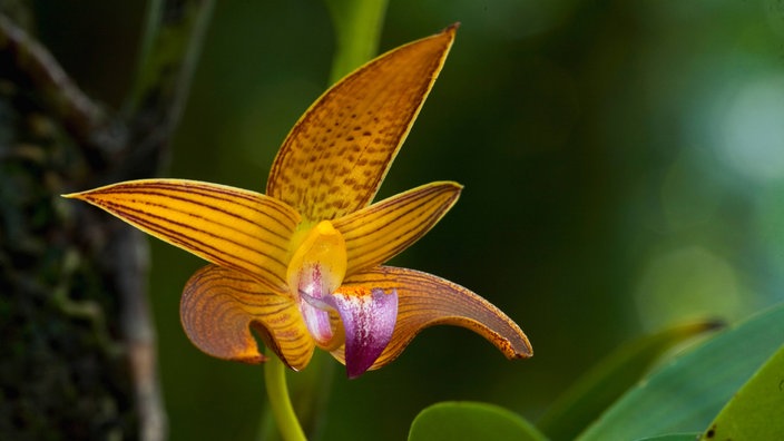 Gelbe Blüte der Orchidee Bulbophyllum lobbii | Bildquelle: dpa/Christian Ziegler/Minden Picture Gelbe Blüte der Orchidee Bulbophyllum lobbii