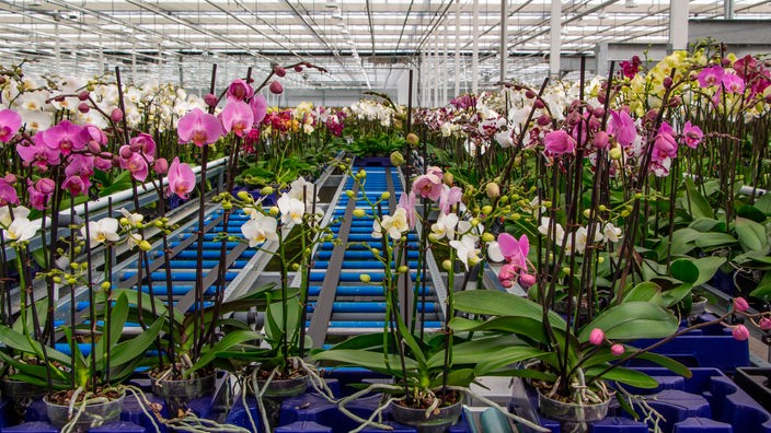 Ein Gewächshaus voller Orchideen