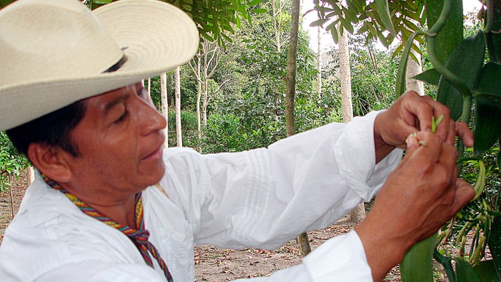 Ein Farmer auf einer Vanille-Plantage