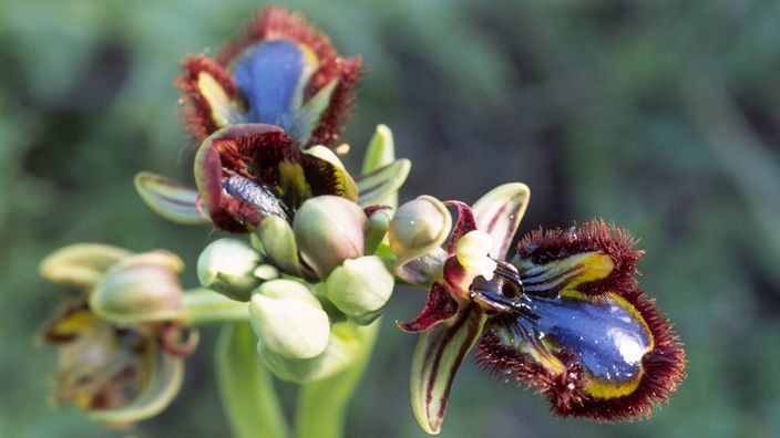 Die Blütendolde erscheint dreigeteilt. Jede der drei geöffneten Blüten wirkt wie ein blaues Insekt.
