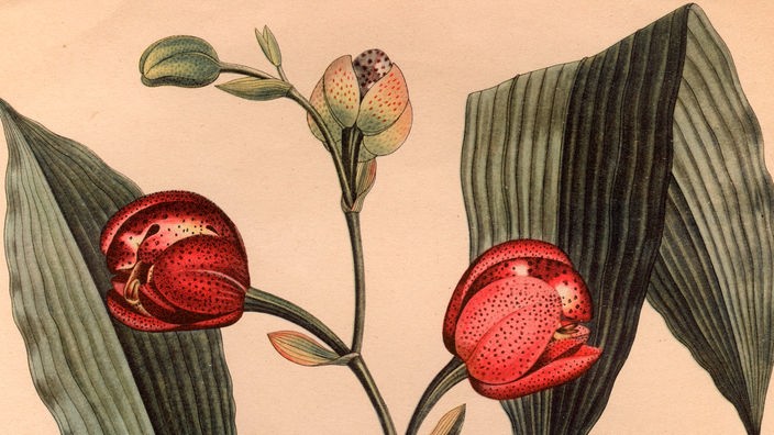 Die Zeichnung zeigt eine Orchideenpflanze mit kleinen Wurzeln, zwei breiten Blättern und dazwischen ein Stängel, an dem die Blüten noch in Knospe stehen.