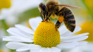 Eine Biene sammelt auf einer Kamillenblüte Nektar und Pollen.