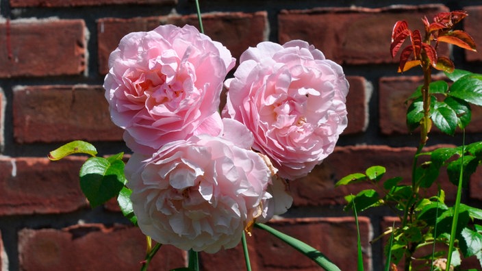Eine rosa englische Rose | Bildquelle: WDR/AP/Lee Reich Eine rosa englische Rose