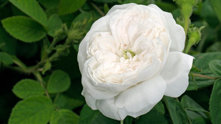 Weiße Dasmazener-Rose