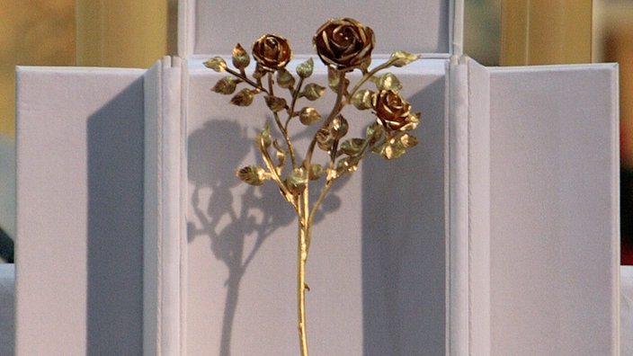 Rosen: Goldene Rose - Pflanzen - Natur - Planet Wissen