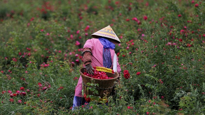 Chinesische Rosenpflückerin in einem Rosenfeld