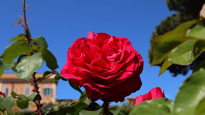 Rose vor blauem Himmel