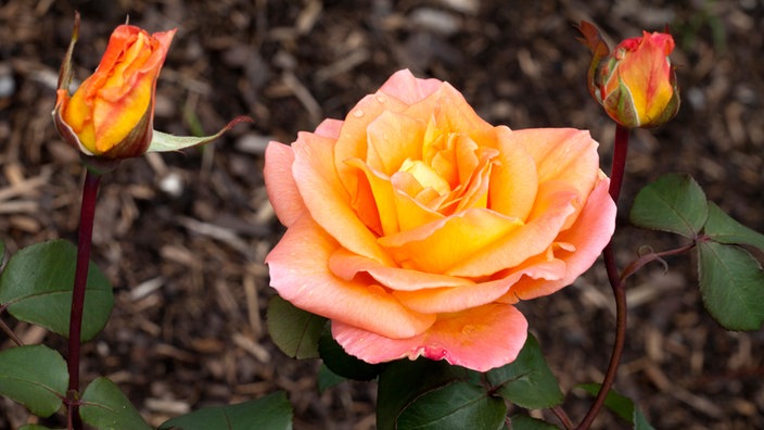 Orangene Teehybrid-Rose | Bildquelle: newspixx vario images Orangene Teehybrid-Rose