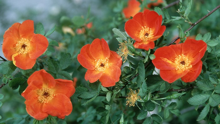 Rosa foetida bicolor | Bildquelle: dpa/Wildlife/D. Harms Rosa foetida bicolor