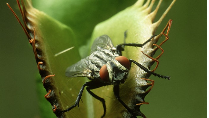 Eine Fliege zwischen den noch geöffneten Blättern einer Venusfliegenfalle. | Bildquelle: Interfoto Eine Fliege zwischen den noch geöffneten Blättern einer Venusfliegenfalle.
