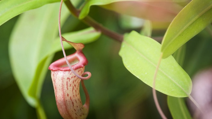 Der Kelch einer Kannenpflanze (Nepenthes alata) | Bildquelle: WDR / picture alliance / blickwinkel/A Der Kelch einer Kannenpflanze (Nepenthes alata)