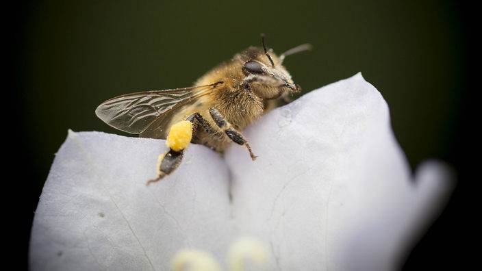 Nahaufnahme einer Biene mit Pollen in einer weißen Blüte 