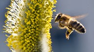 Biene im Anflug auf ein Weidenkätzchen 