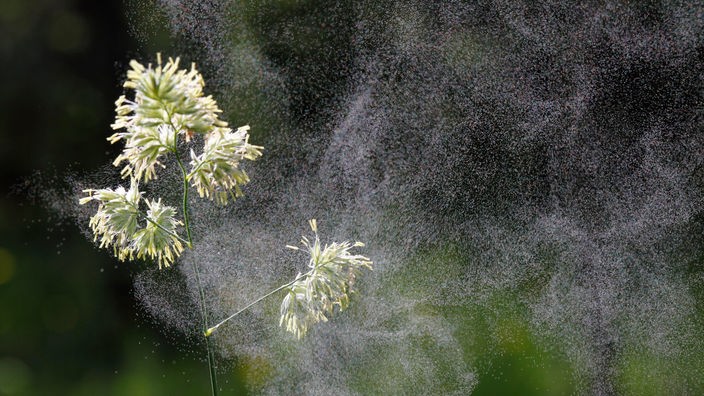 Gewöhnliches Knäuelgras mit Pollen 