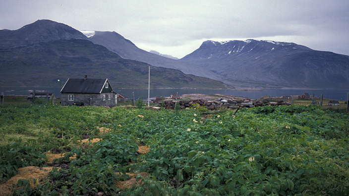 Kartoffelanbau auf Grönland