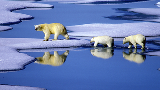 Eine Eisbärenmutter marschiert mit ihren beiden Jungen auf Futtersuche über Eisschollen