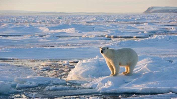 Photographie eines Eisbären in einer Eislandschaft.