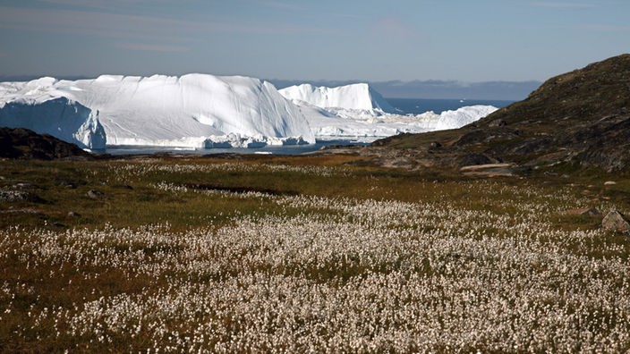 Blick über eine Wiese mit blühendem Wollgras auf Eisberge im grönländischen Isfjord (Eisfjord).