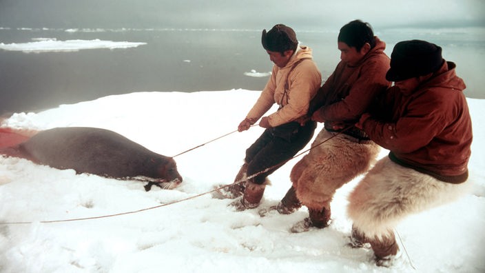 Drei Inuit ziehen eine erlegte Robbe an Land.
