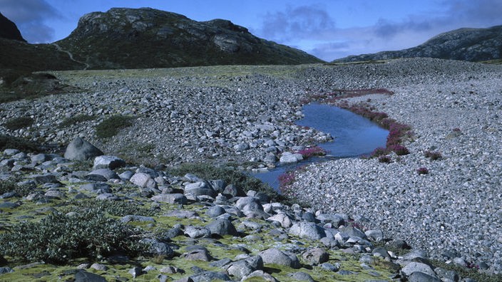 Grönländische Landschaft mit Geröllfläche und Bergen im Hintergrund - im Vordergrund wächst zwischen und auf abgerundeten Steinen Moos und Kräuter.