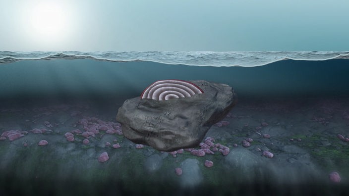 Grafik: Eine koralline Rotalge wächst auf einem Felsen unter dem Meereseis des Polarmeeres.