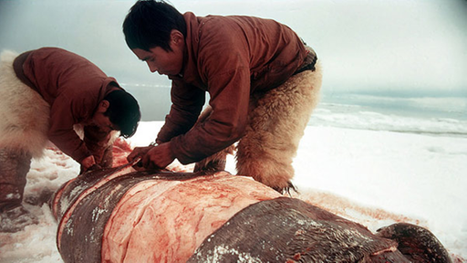 Zwei Inuit zerlegen eine kurz zuvor erlegte Robbe.