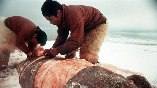Zwei Inuit zerlegen eine kurz zuvor erlegte Robbe. | Bildquelle: dpa/picture alliance Zwei Inuit zerlegen eine kurz zuvor erlegte Robbe.