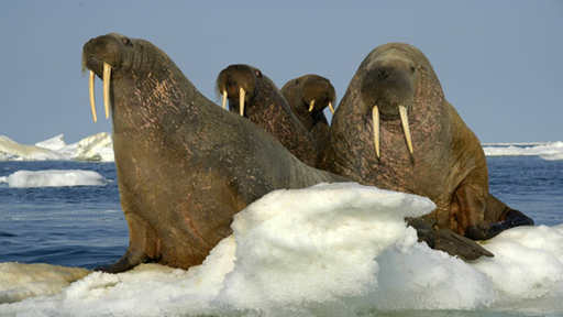 Walross auf einer Eisscholle. | Bildquelle: Imago Walross auf einer Eisscholle.