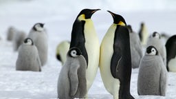 Kaiserpinguin-Kolonie in der Antarktis.