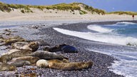 Kegelrobben und Seehunde liegen gemeinsam am Strand der Helgoländer Düne.