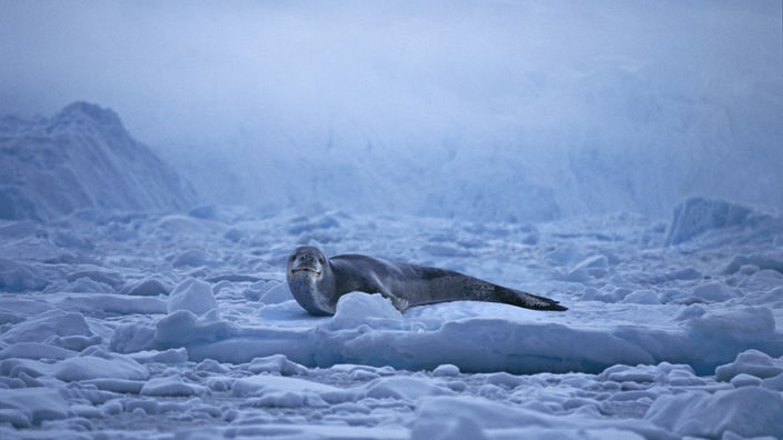 Ein Seehund liegt auf einer Eisscholle