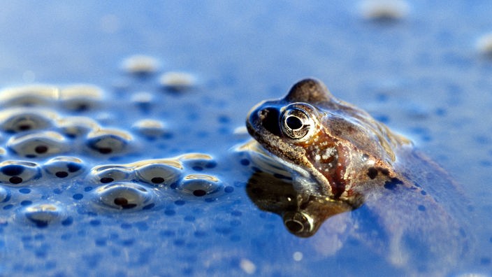 Ein Grasfrosch im Wasser umringt von Laich.
