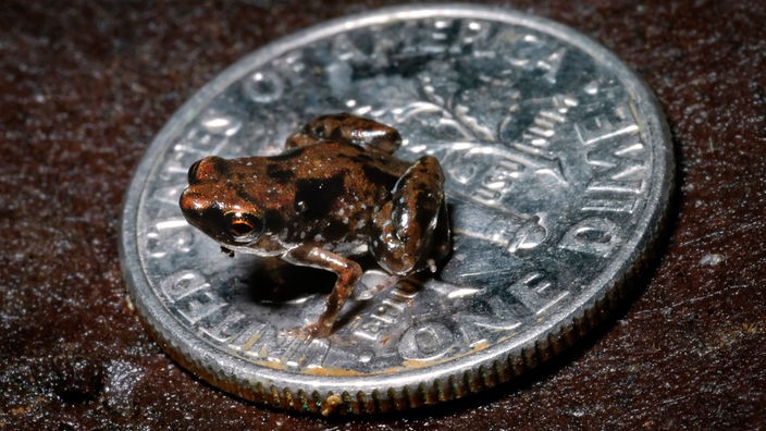 Ein winziger Frosch (Paedophryne amanuensis) sitzt auf einem Geldstück.