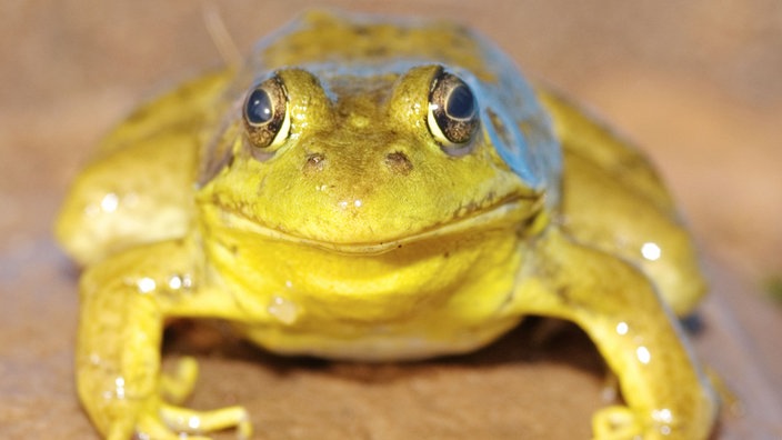 Ochsenfrosch | Bildquelle: Mauritius Ochsenfrosch