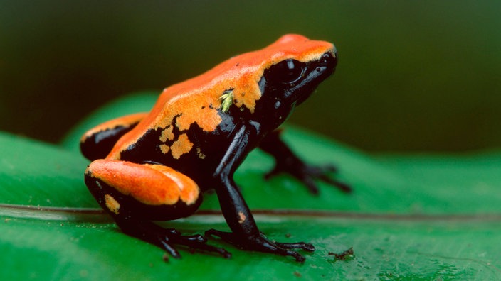 Ein Pfeilgiftfrosch. | Bildquelle: dpa/picture-alliance Ein Pfeilgiftfrosch.