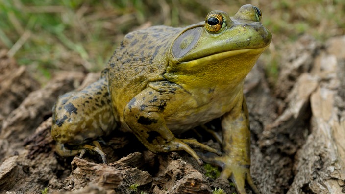 Ochsenfrosch | Bildquelle: dpa/Wildlife Ochsenfrosch