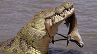 Ein Krokodil mit Beute im Maul.