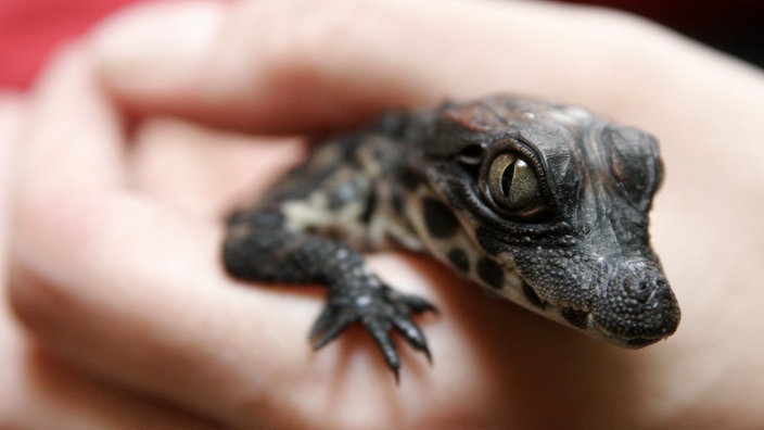 Ein kleines Krokodil auf einer Hand.